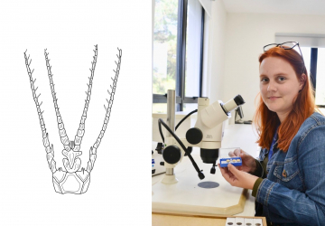 Aluna da Unisinos faz descoberta rara na micropaleontologia