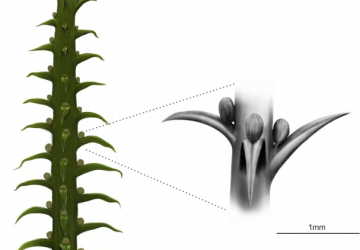 Franscinella riograndensis: um novo olhar sobre as licófitas do Permiano da Bacia do Paraná