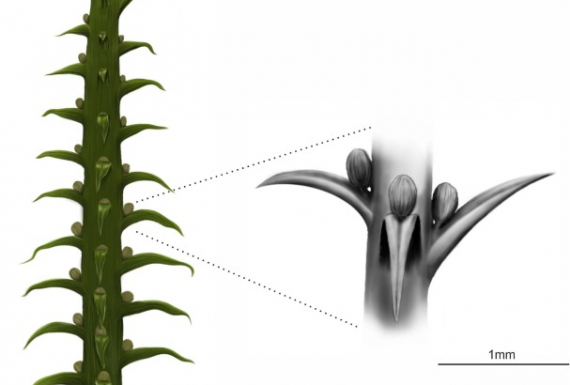 Franscinella riograndensis: um novo olhar sobre as licófitas do Permiano da Bacia do Paraná