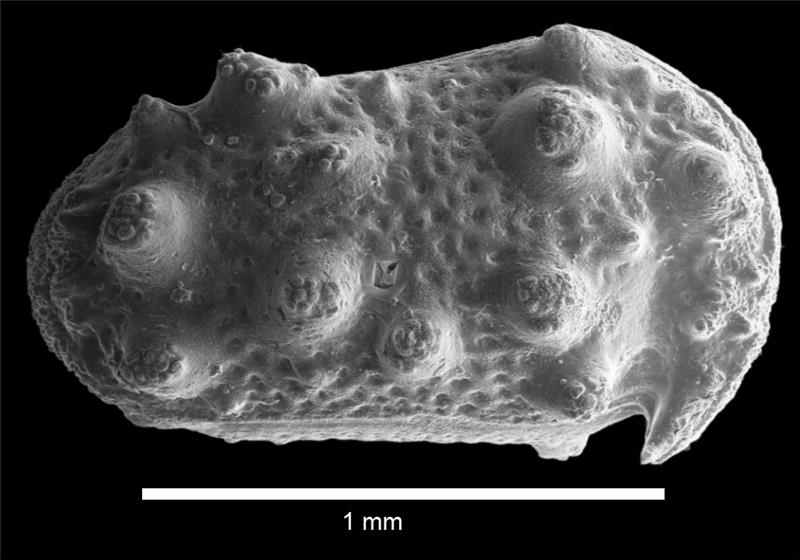 Cypridea heliopolisenses hespera