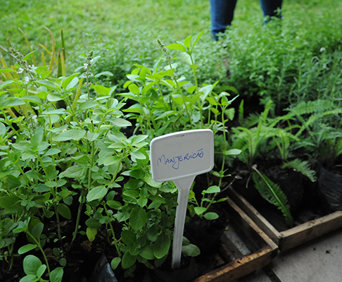 Plantando cidadania