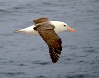 Entendendo as aves marinhas da costa brasileira