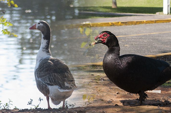 De onde vieram os patos e gansos da Unisinos?