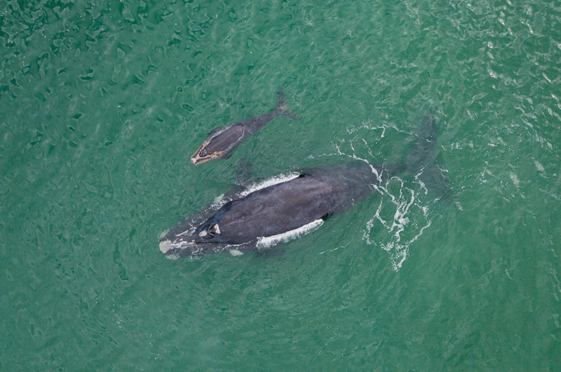 Estudo desvenda os segredos da migração da baleia-franca-austral