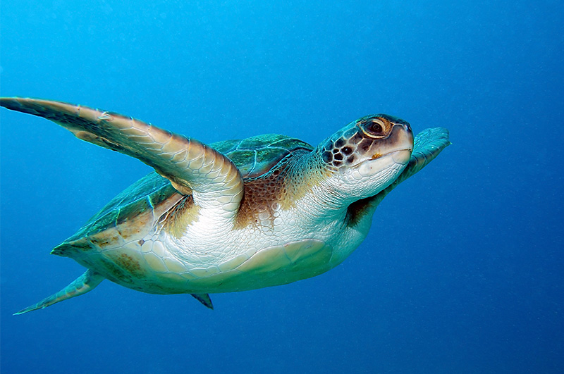 Pesquisa sobre tartarugas marinhas pode ajudar na preservação da espécie