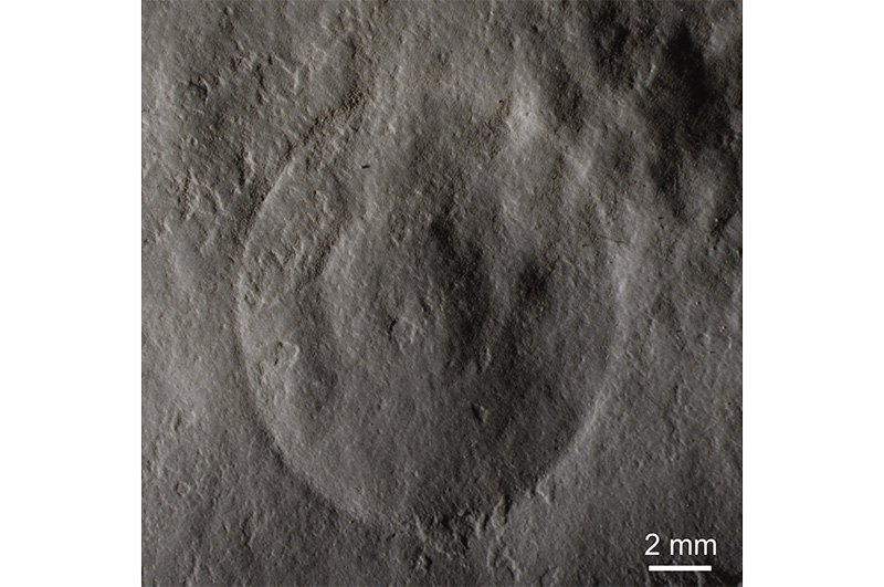 Descobertas na Paleontologia