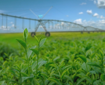 Raks Tecnologia Agrícola lança curso online sobre manejo da irrigação