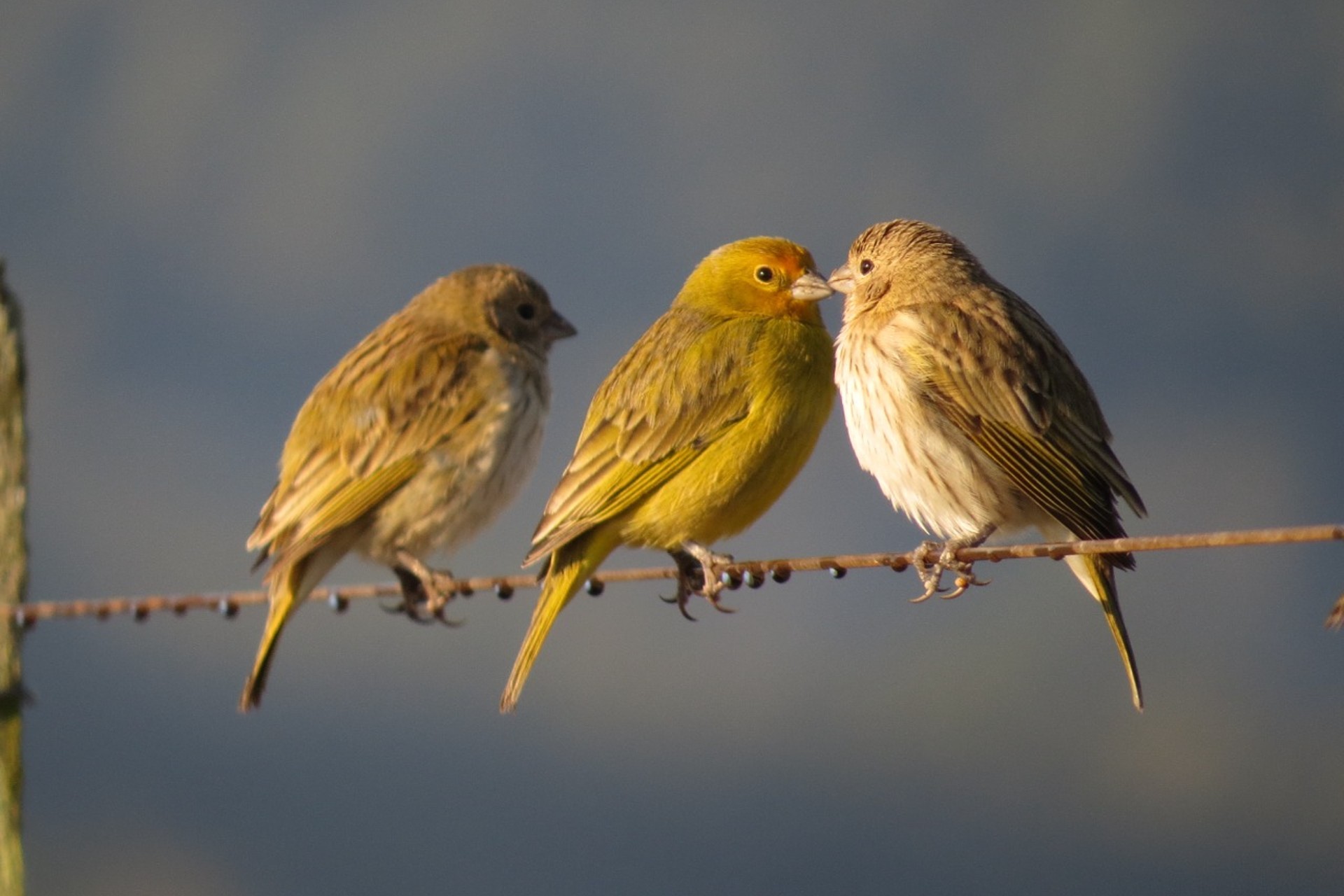 Observação de aves no campus São Leopoldo