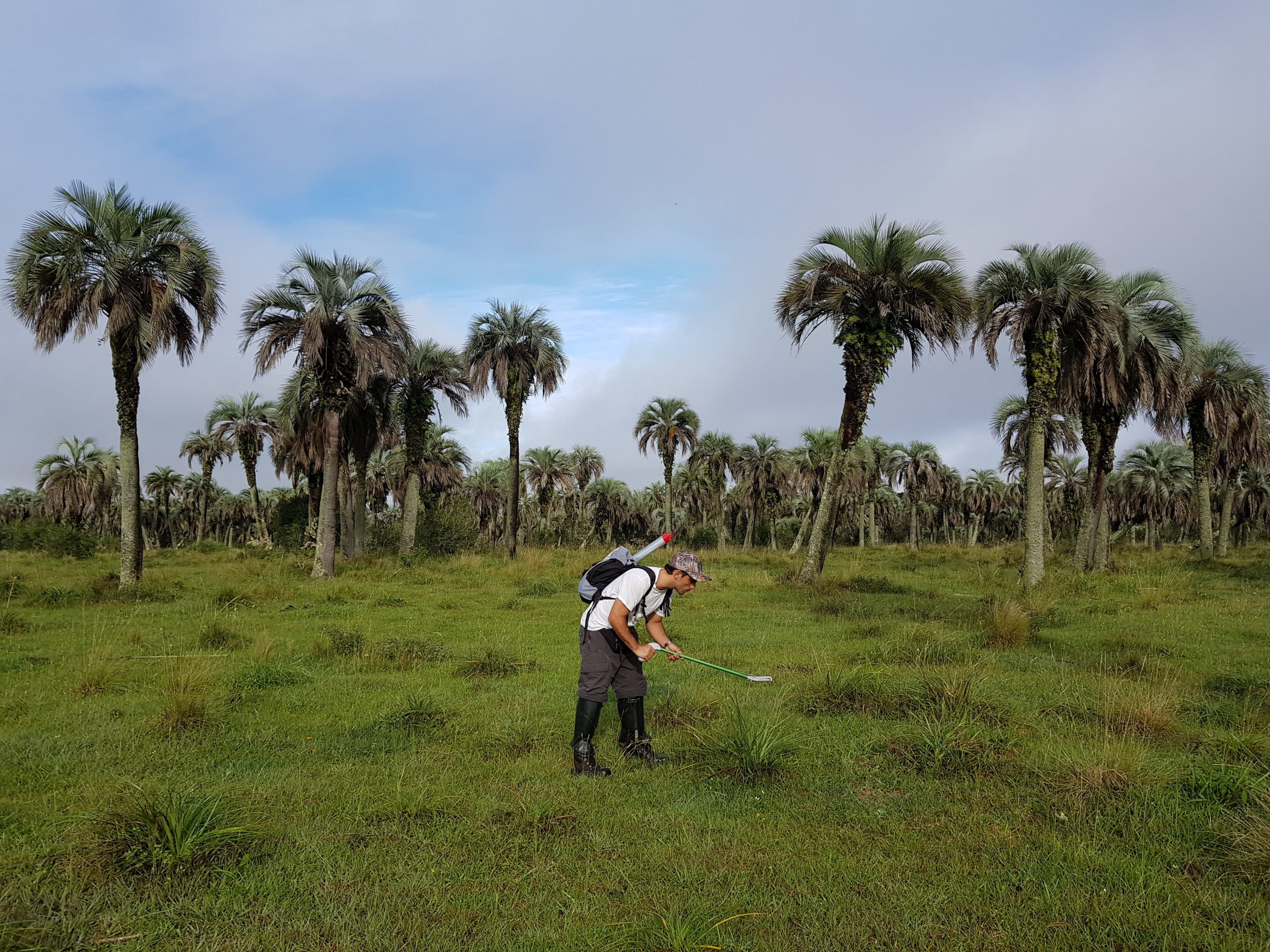 Pesquisador da Unisinos participa de estudo que aponta mais de 12.500 espécies conhecidas no Pampa
