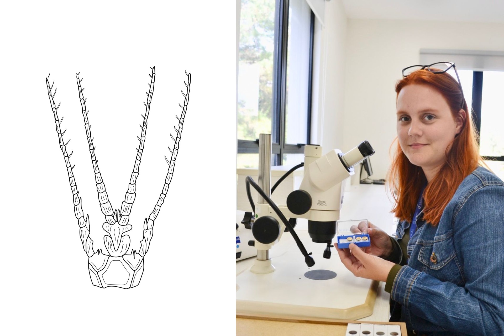 Aluna da Unisinos faz descoberta rara na micropaleontologia